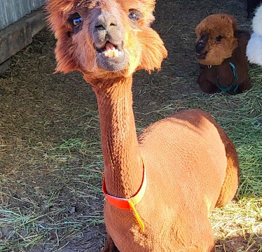 Karls-Alpaca-Photo-1