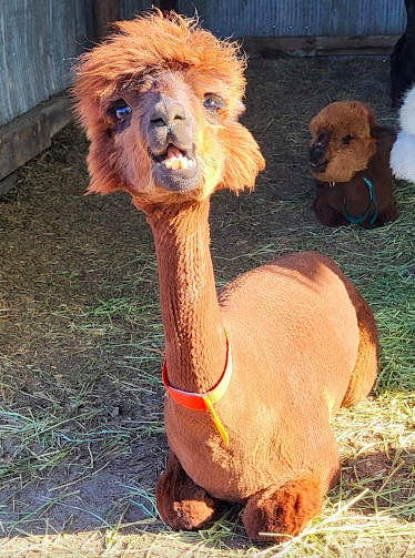 Karls-Alpaca-Photo-1
