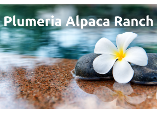 Plumeria-Alpaca-Ranch-banner-logo-vinyl-banner-wo-location