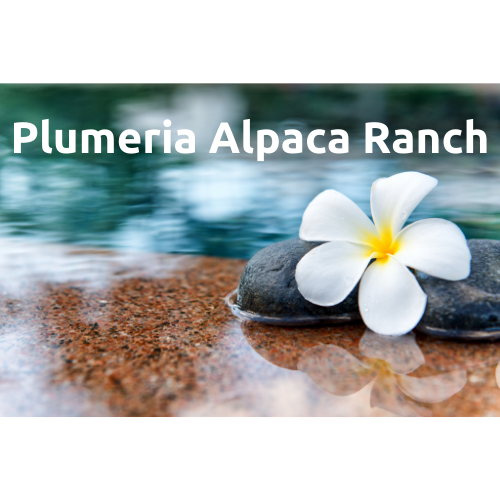 Plumeria Alpaca Ranch