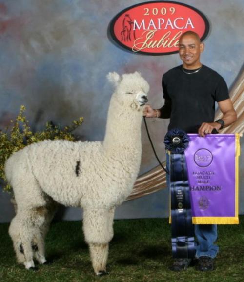 Nyala Farm Alpacas