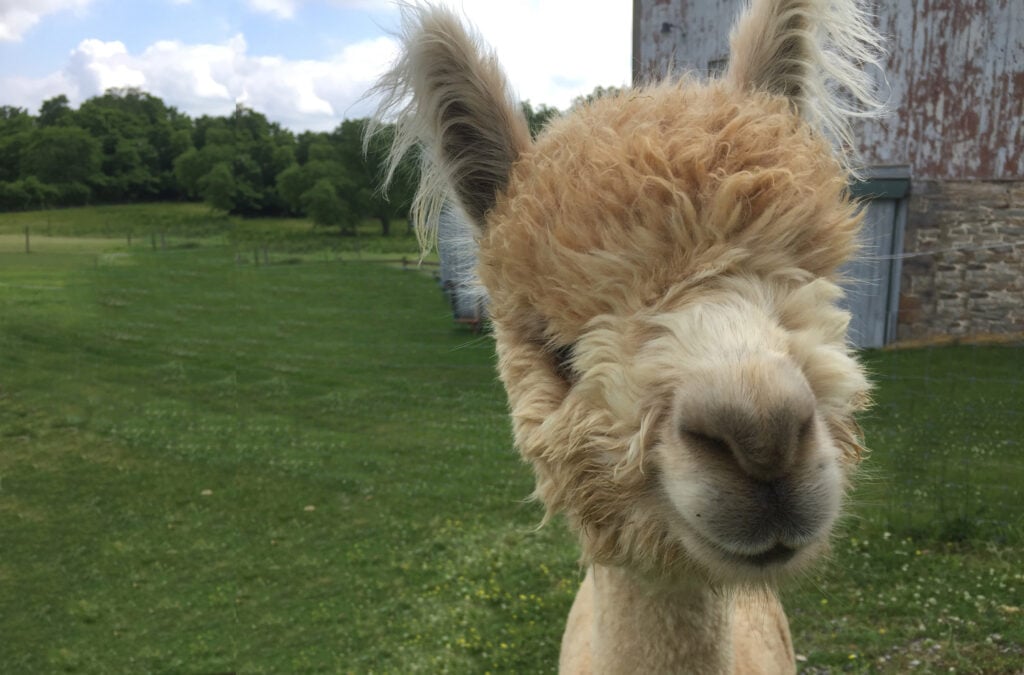 Painted Spring Farm Alpacas
